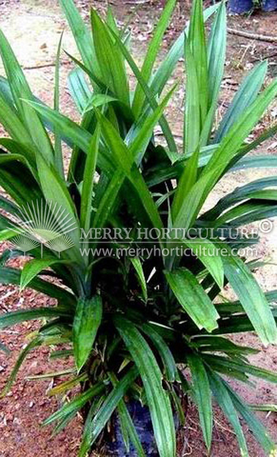 Pandanus amaryllifolia (Pandan)